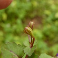 Torenia crustacea (L.) Cham. & Schltdl.
